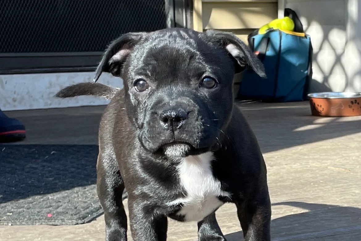 Sbt puppies hot sale